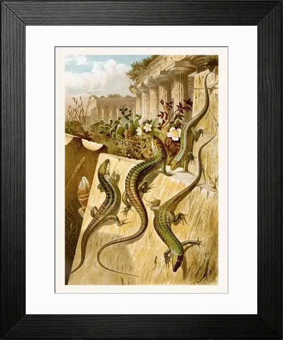 Framed Print : Wall Lizard. Antique book illustration by Brehm, Alfred Edmund, 1829-1884 Framed Print : Wall Lizard. Antique book illustration by Brehm, Alfred Edmund, 1829-1884