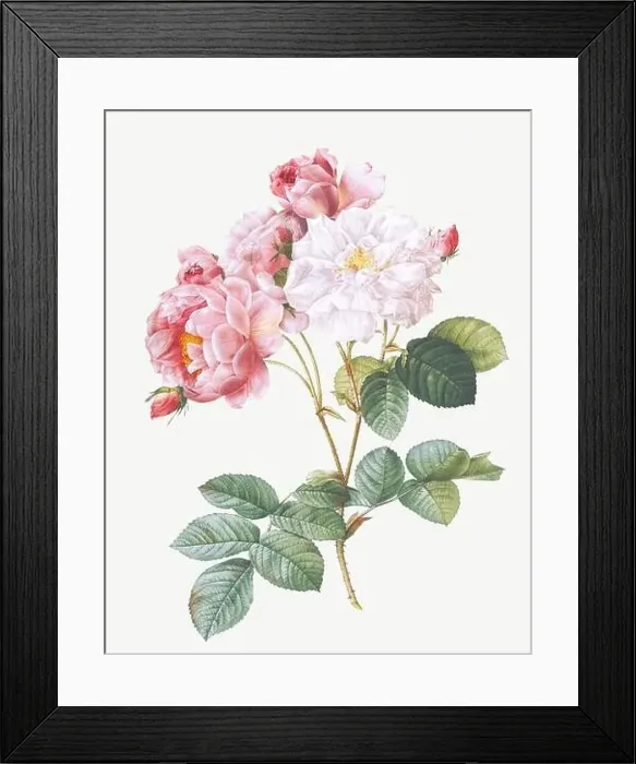 Framed Print : Rosa Damascena. Rose flower illustration. Antique Botanical art by Pierre Joseph Redouté. Circa 1833 Framed Print : Rosa Damascena. Rose flower illustration. Antique Botanical art by Pierre Joseph Redouté. Circa 1833