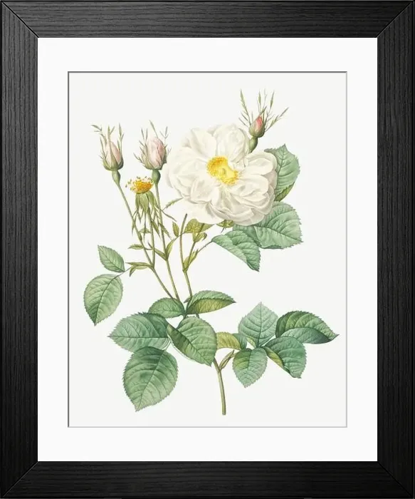 Framed Print : Rosa alba foliacea. Rose flower illustration. Antique Botanical art by Pierre Joseph Redouté. Circa 1833 Framed Print : Rosa alba foliacea. Rose flower illustration. Antique Botanical art by Pierre Joseph Redouté. Circa 1833
