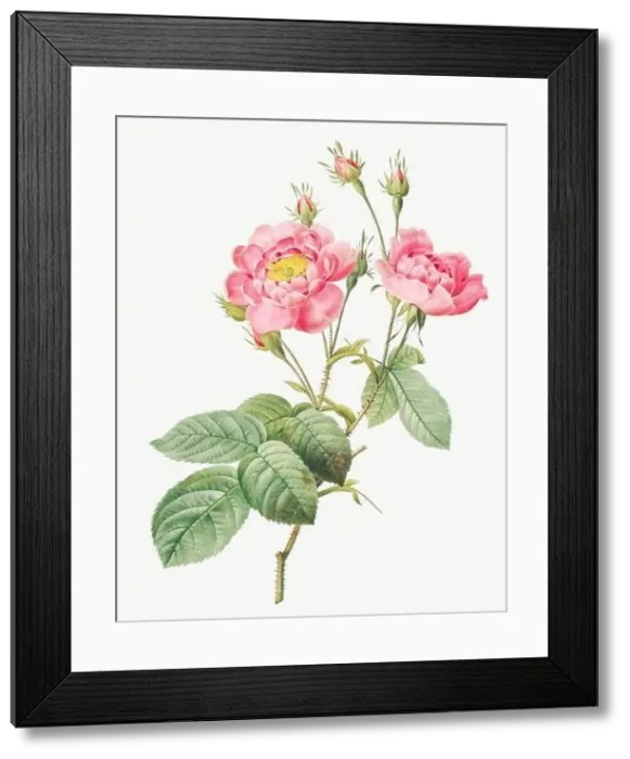 Framed Print : Rosa Centifolia Anemonoides. Rose flower illustration. Antique Botanical art by Pierre Joseph Redouté. Circa 1833 Framed Print : Rosa Centifolia Anemonoides. Rose flower illustration. Antique Botanical art by Pierre Joseph Redouté. Circa 1833