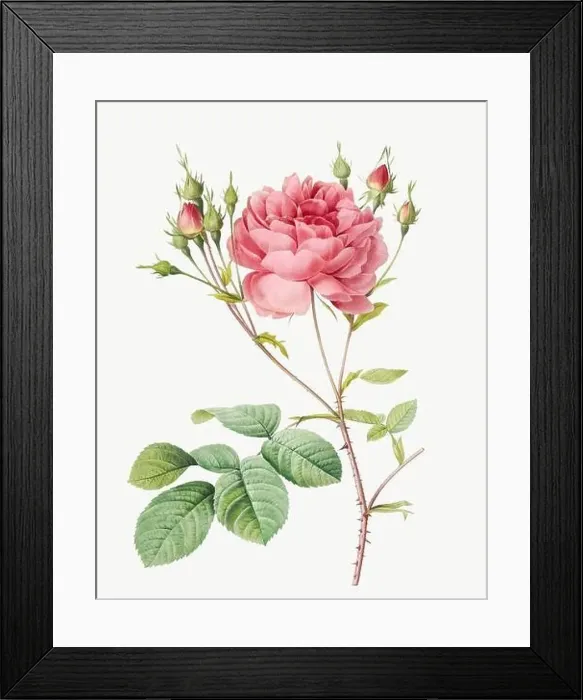 Framed Print : Rosa Centifolia Anglica Rubra. Rose flower illustration. Antique Botanical art by Pierre Joseph Redouté. Circa 1833 Framed Print : Rosa Centifolia Anglica Rubra. Rose flower illustration. Antique Botanical art by Pierre Joseph Redouté. Circa 1833