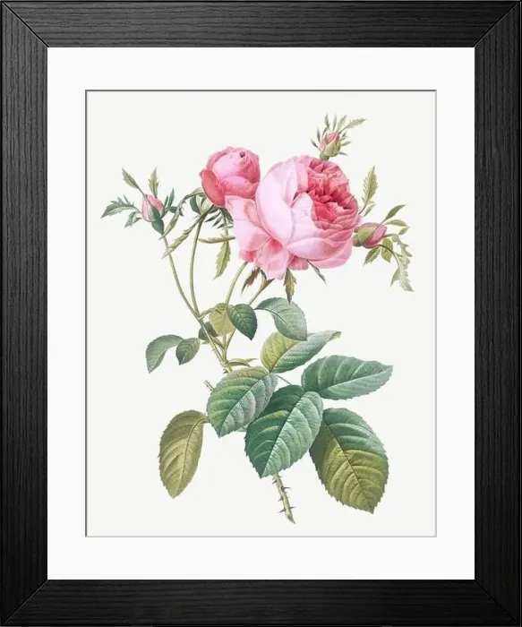 Framed Print : Rosa Centifolia foliacea. Rose flower illustration. Antique Botanical art by Pierre Joseph Redouté. Circa 1833 Framed Print : Rosa Centifolia foliacea. Rose flower illustration. Antique Botanical art by Pierre Joseph Redouté. Circa 1833