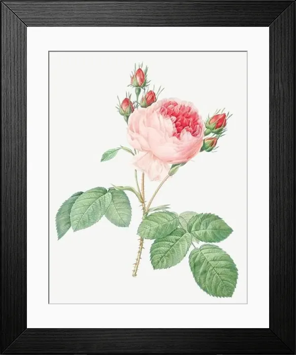 Framed Print : Rosa Centifolia. Rose flower illustration. Antique Botanical art by Pierre Joseph Redouté. Circa 1833 Framed Print : Rosa Centifolia. Rose flower illustration. Antique Botanical art by Pierre Joseph Redouté. Circa 1833