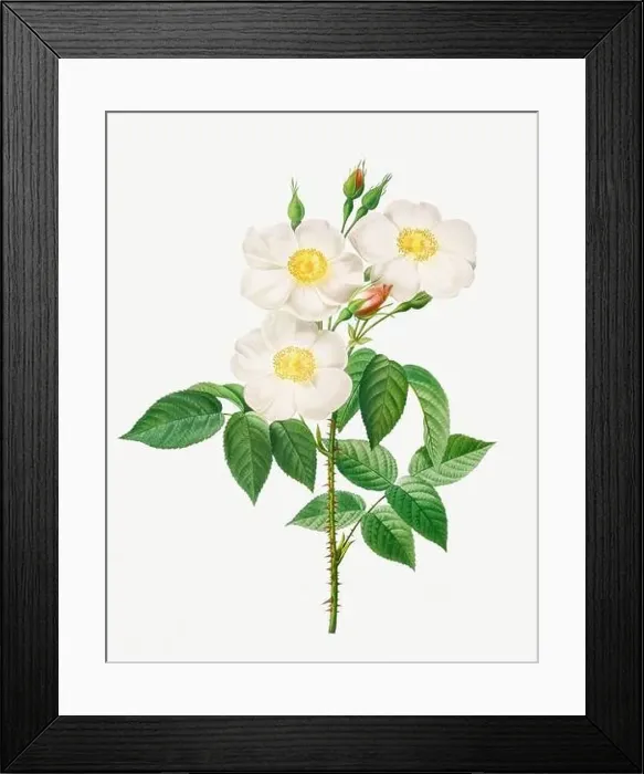 Framed Print : Rosa Damascena Subalba. Rose flower illustration. Antique Botanical art by Pierre Joseph Redouté. Circa 1833 Framed Print : Rosa Damascena Subalba. Rose flower illustration. Antique Botanical art by Pierre Joseph Redouté. Circa 1833