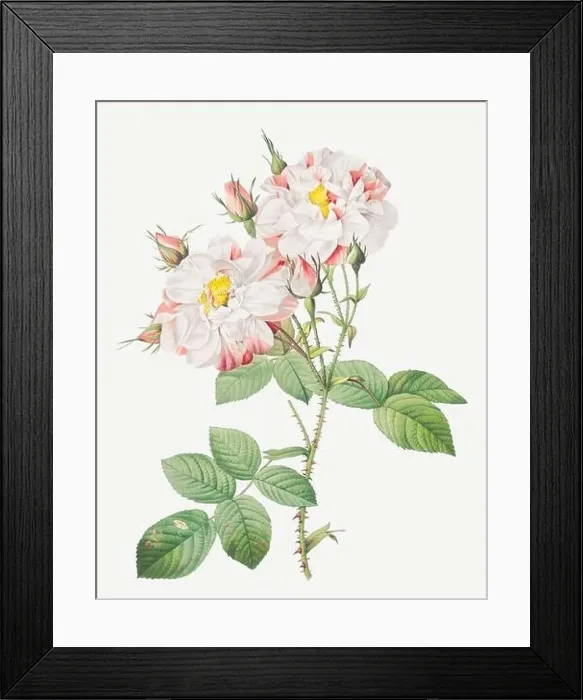 Framed Print : Rosa Damascena Variegata. Rose flower illustration. Antique Botanical art by Pierre Joseph Redouté. Circa 1833