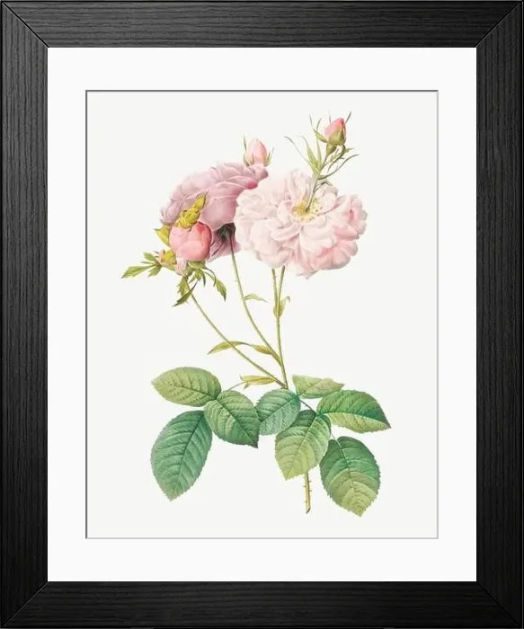 Framed Print : Rosa Damascena. Rose flower illustration. Antique Botanical art by Pierre Joseph Redouté. Circa 1833 Framed Print : Rosa Damascena. Rose flower illustration. Antique Botanical art by Pierre Joseph Redouté. Circa 1833