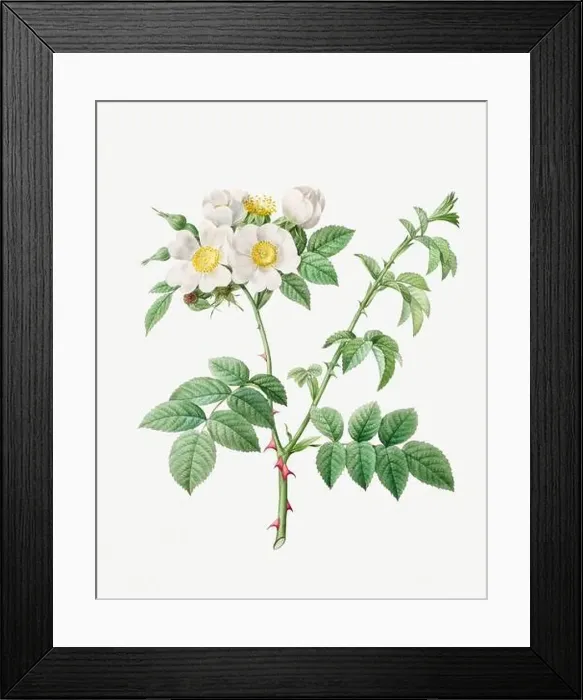Framed Print : Rosa Damascena-Subalba. Rose flower illustration. Antique Botanical art by Pierre Joseph Redouté. Circa 1833 Framed Print : Rosa Damascena-Subalba. Rose flower illustration. Antique Botanical art by Pierre Joseph Redouté. Circa 1833
