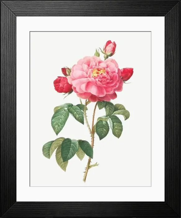 Framed Print : Rosa Gallica Aurenlianensis. Rose flower illustration. Antique Botanical art by Pierre Joseph Redouté. Circa 1833 Framed Print : Rosa Gallica Aurenlianensis. Rose flower illustration. Antique Botanical art by Pierre Joseph Redouté. Circa 1833