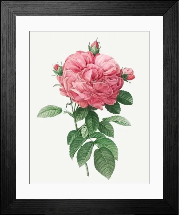 Framed Print : Rosa Gallica flore giganteo. Rose flower illustration. Antique Botanical art by Pierre Joseph Redouté. Circa 1833 Framed Print : Rosa Gallica flore giganteo. Rose flower illustration. Antique Botanical art by Pierre Joseph Redouté. Circa 1833