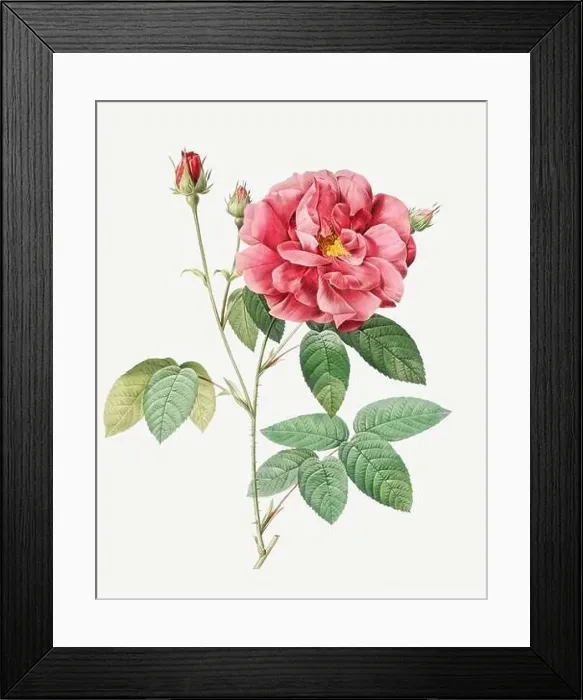 Framed Print : Rosa Gallica Officinalis. Rose flower illustration. Antique Botanical art by Pierre Joseph Redouté. Circa 1833 Framed Print : Rosa Gallica Officinalis. Rose flower illustration. Antique Botanical art by Pierre Joseph Redouté. Circa 1833