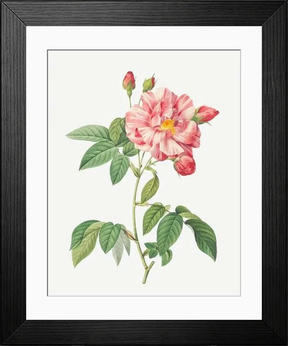 Framed Print : Rosa Gallica Versicolor. Rose flower illustration. Antique Botanical art by Pierre Joseph Redouté. Circa 1833 Framed Print : Rosa Gallica Versicolor. Rose flower illustration. Antique Botanical art by Pierre Joseph Redouté. Circa 1833