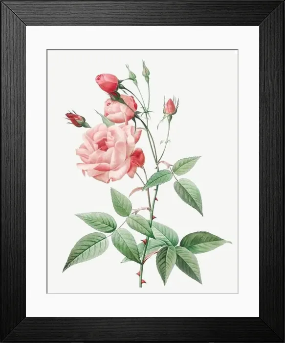 Framed Print : Rosa Indica vulgaris. Rose flower illustration. Antique Botanical art by Pierre Joseph Redouté. Circa 1833 Framed Print : Rosa Indica vulgaris. Rose flower illustration. Antique Botanical art by Pierre Joseph Redouté. Circa 1833
