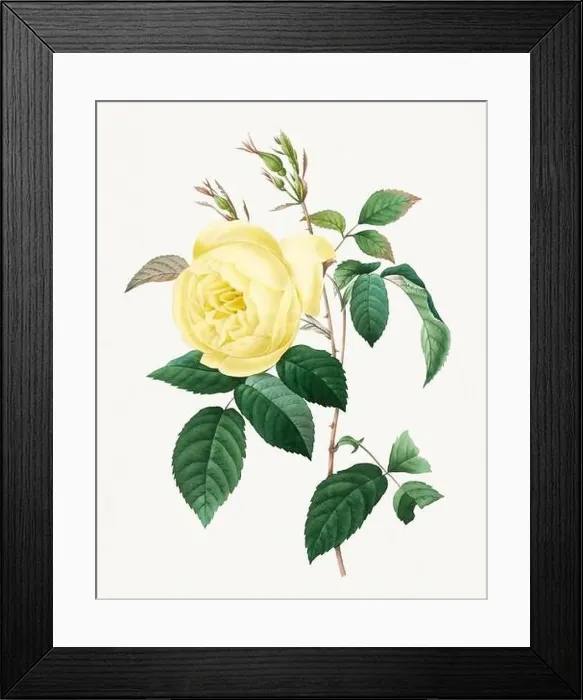 Framed Print : Rosa Indica. Rose flower illustration. Antique Botanical art by Pierre Joseph Redouté. Circa 1833 Framed Print : Rosa Indica. Rose flower illustration. Antique Botanical art by Pierre Joseph Redouté. Circa 1833