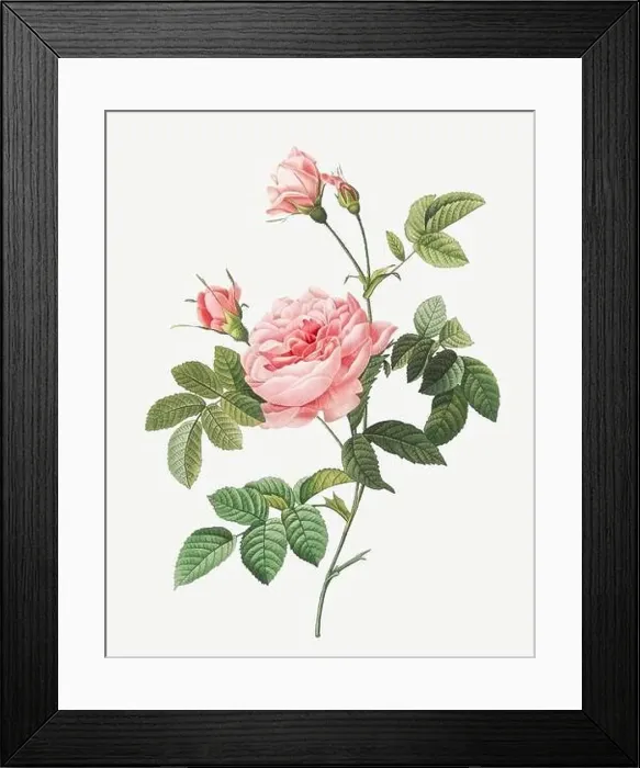 Framed Print : Rosa Inermis. Rose flower illustration. Antique Botanical art by Pierre Joseph Redouté. Circa 1833 Framed Print : Rosa Inermis. Rose flower illustration. Antique Botanical art by Pierre Joseph Redouté. Circa 1833