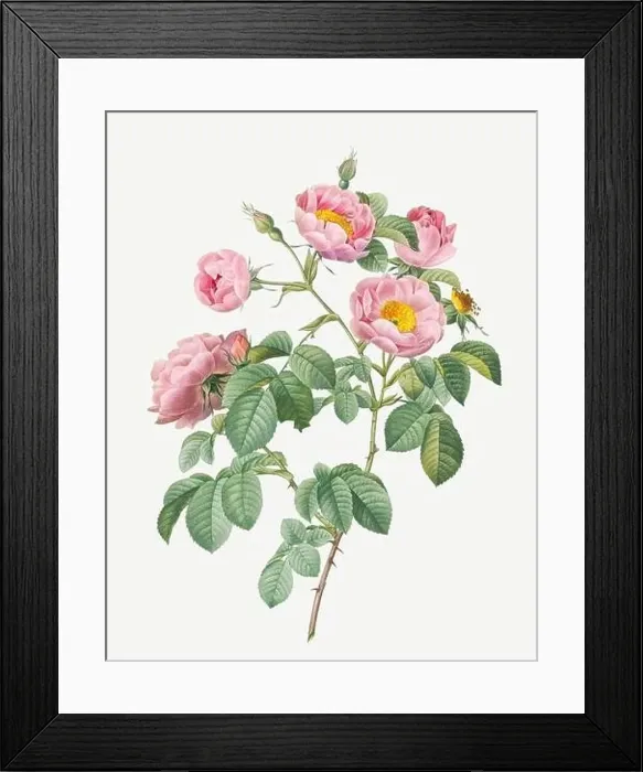 Framed Print : Rosa Mollissima. Rose flower illustration. Antique Botanical art by Pierre Joseph Redouté. Circa 1833 Framed Print : Rosa Mollissima. Rose flower illustration. Antique Botanical art by Pierre Joseph Redouté. Circa 1833