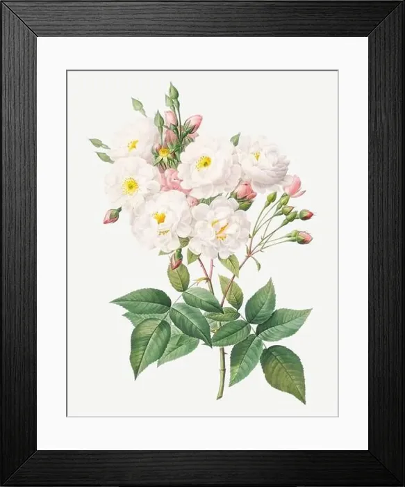 Framed Print : Rosa Noisettiana. Rose flower illustration. Antique Botanical art by Pierre Joseph Redouté. Circa 1833 Framed Print : Rosa Noisettiana. Rose flower illustration. Antique Botanical art by Pierre Joseph Redouté. Circa 1833