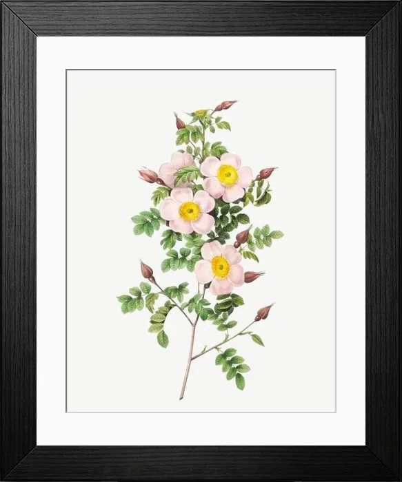Framed Print : Rosa pimpinelli folia, Burnet Rose Framed Print : Rosa pimpinelli folia, Burnet Rose