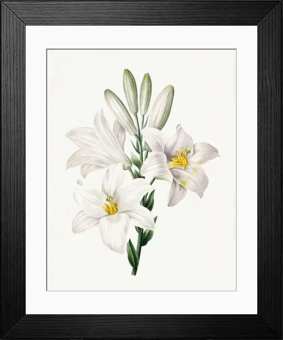 Framed Print : Lilies, Lilium Candidum. Beautiful flower illustration. Antique Botanical art by Pierre Joseph Redouté. Circa 1833 Framed Print : Lilies, Lilium Candidum. Beautiful flower illustration. Antique Botanical art by Pierre Joseph Redouté. Circa 1833