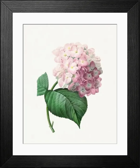 Framed Print : Hydrangea. Beautiful flower illustration. Antique Botanical art by Pierre Joseph Redouté. Circa 1833 Framed Print : Hydrangea. Beautiful flower illustration. Antique Botanical art by Pierre Joseph Redouté. Circa 1833
