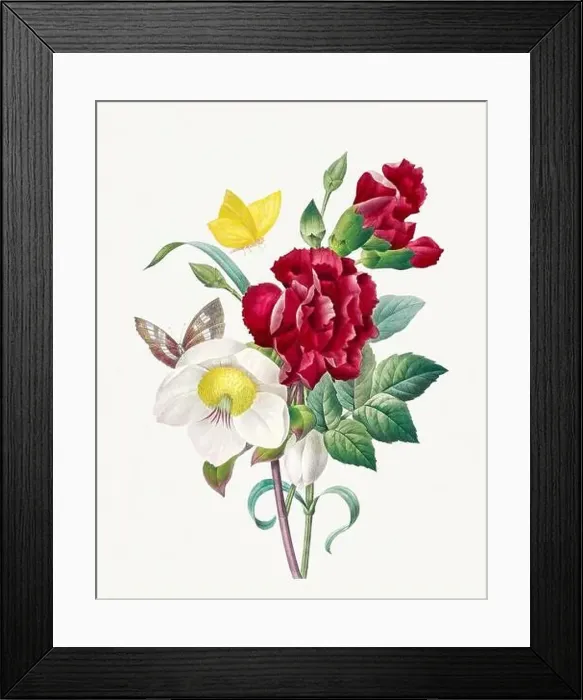 Framed Print : Hellebore and Oeillet bouquet. Beautiful flower illustration Framed Print : Hellebore and Oeillet bouquet. Beautiful flower illustration