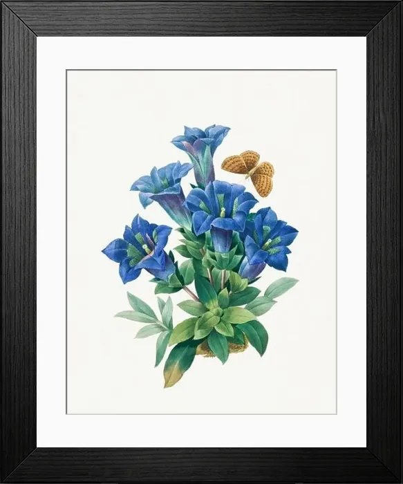 Framed Print : Gentiana Acaulis. Beautiful flower illustration. Antique Botanical art by Pierre Joseph Redouté. Circa 1833 Framed Print : Gentiana Acaulis. Beautiful flower illustration. Antique Botanical art by Pierre Joseph Redouté. Circa 1833