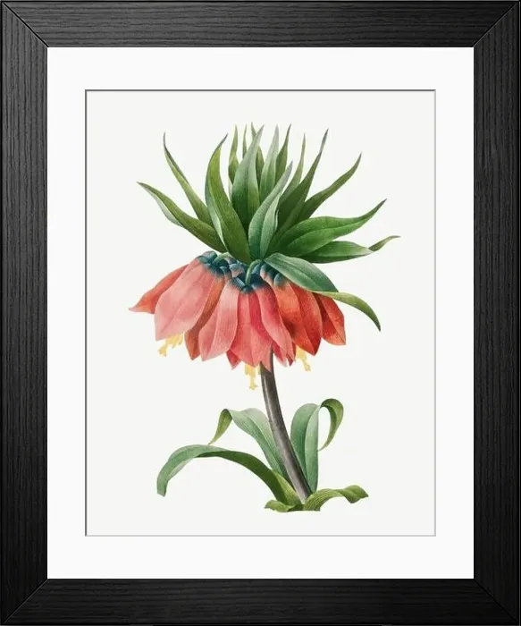 Framed Print : Imperial Fritillaire. Beautiful flower illustration. Antique Botanical art by Pierre Joseph Redouté. Circa 1833 Framed Print : Imperial Fritillaire. Beautiful flower illustration. Antique Botanical art by Pierre Joseph Redouté. Circa 1833