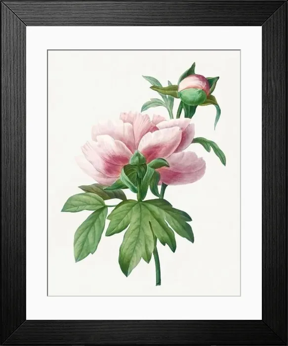 Framed Print : Chinese Peony. Beautiful flower illustration. Antique Botanical art by Pierre Joseph Redouté. Circa 1833 Framed Print : Chinese Peony. Beautiful flower illustration. Antique Botanical art by Pierre Joseph Redouté. Circa 1833