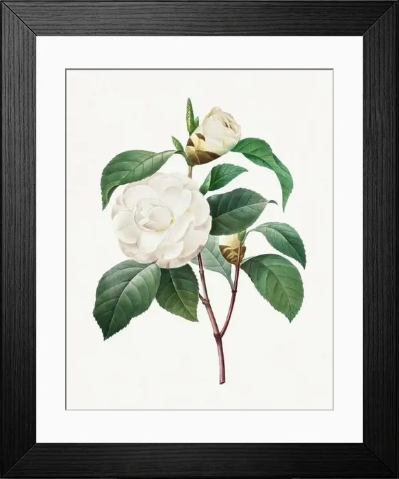 Framed Print : White Camellia. Beautiful flower illustration. Antique Botanical art by Pierre Joseph Redouté. Circa 1833 Framed Print : White Camellia. Beautiful flower illustration. Antique Botanical art by Pierre Joseph Redouté. Circa 1833