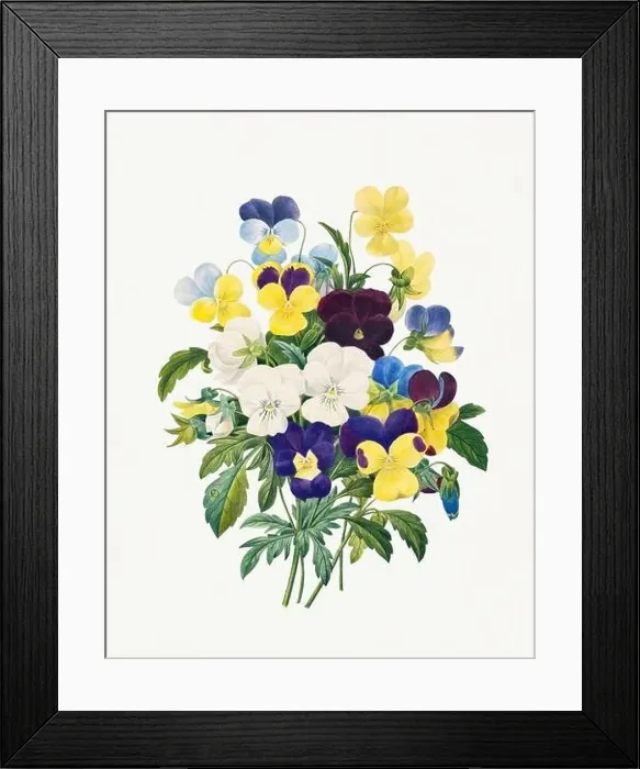 Framed Print : Pansy Bouquet. Beautiful flower illustration. Antique Botanical art by Pierre Joseph Redouté. Circa 1833 Framed Print : Pansy Bouquet. Beautiful flower illustration. Antique Botanical art by Pierre Joseph Redouté. Circa 1833