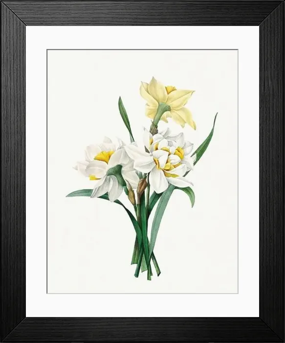 Framed Print : Daffodil flowers. Beautiful flower illustration. Antique Botanical art by Pierre Joseph Redouté. Circa 1833 Framed Print : Daffodil flowers. Beautiful flower illustration. Antique Botanical art by Pierre Joseph Redouté. Circa 1833