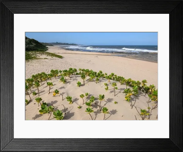 Framed Print : Drone view at Shelly beach on South Africa Framed Print : Drone view at Shelly beach on South Africa