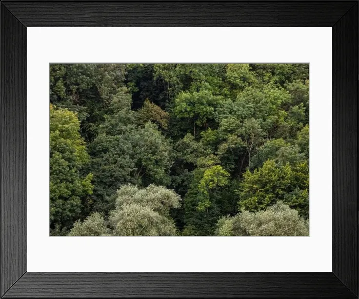 Framed Print : Aerial view of a dense forest. There are many trees, bushes and green grass on this beautiful spring day Framed Print : Aerial view of a dense forest. There are many trees, bushes and green grass on this beautiful spring day