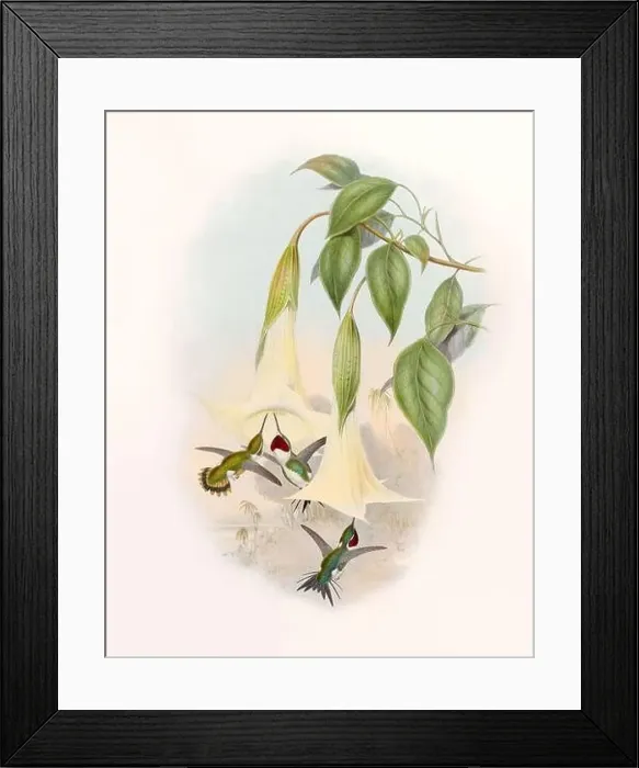 Framed Print : Antique Hummingbird illustration by John Gould – circa 1861 - (Calothorax Mulsanti) Framed Print : Antique Hummingbird illustration by John Gould – circa 1861 - (Calothorax Mulsanti)