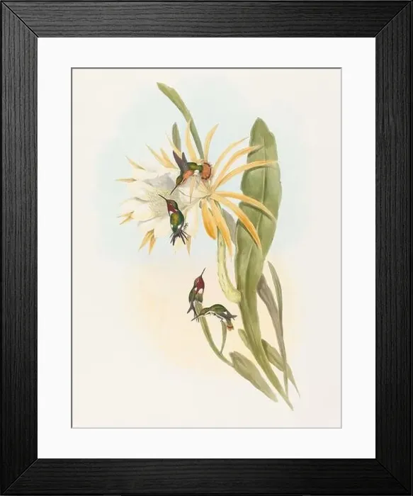 Framed Print : Antique Hummingbird illustration by John Gould – circa 1861 - (Calothorax-Heliodori)
