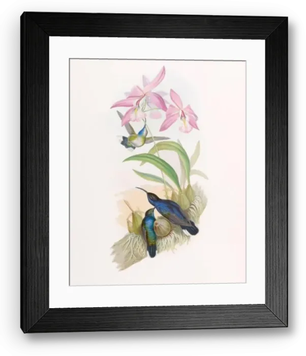 Framed Print : Antique Hummingbird illustration by John Gould – circa 1861 - (Campylopterus Delattrei)