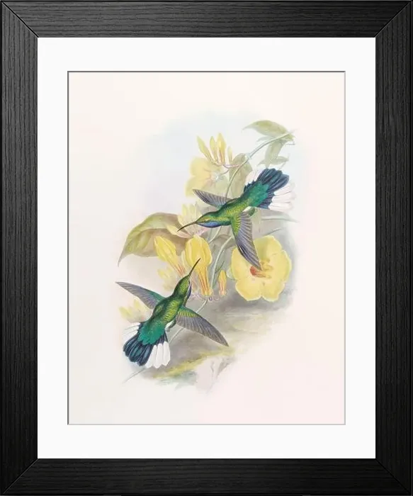 Framed Print : Antique Hummingbird illustration by John Gould – circa 1861 - (Campylopterus Ensipennis)