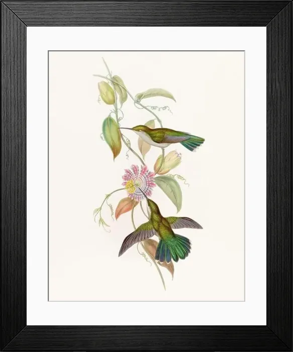 Framed Print : Antique Hummingbird illustration by John Gould – circa 1861 - (Campylopterus Obscurus) Framed Print : Antique Hummingbird illustration by John Gould – circa 1861 - (Campylopterus Obscurus)