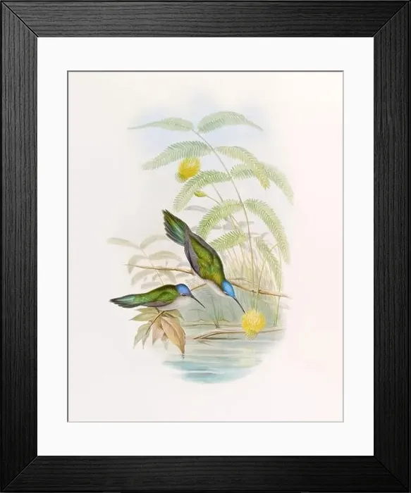 Framed Print : Antique Hummingbird illustration by John Gould – circa 1861 - (Campylopterus Pampa)