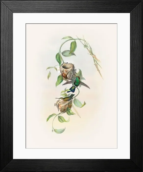 Framed Print : Antique Hummingbird illustration by John Gould – circa 1861 - (Chlorostilbona Prasina)