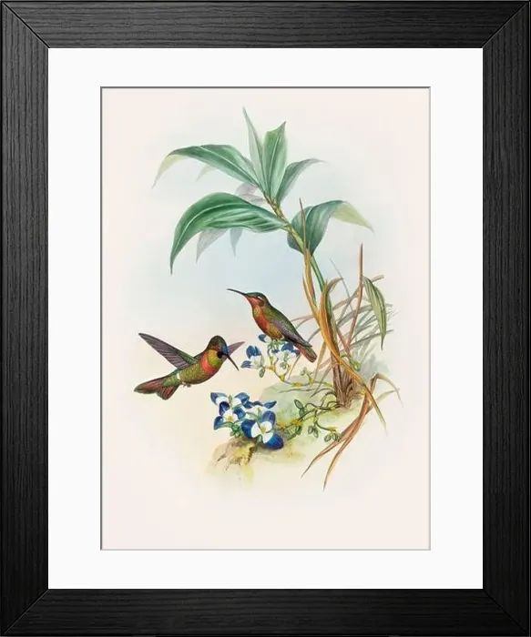 Framed Print : Antique Hummingbird illustration by John Gould – circa 1861 - (Clytolaema Aurescens)