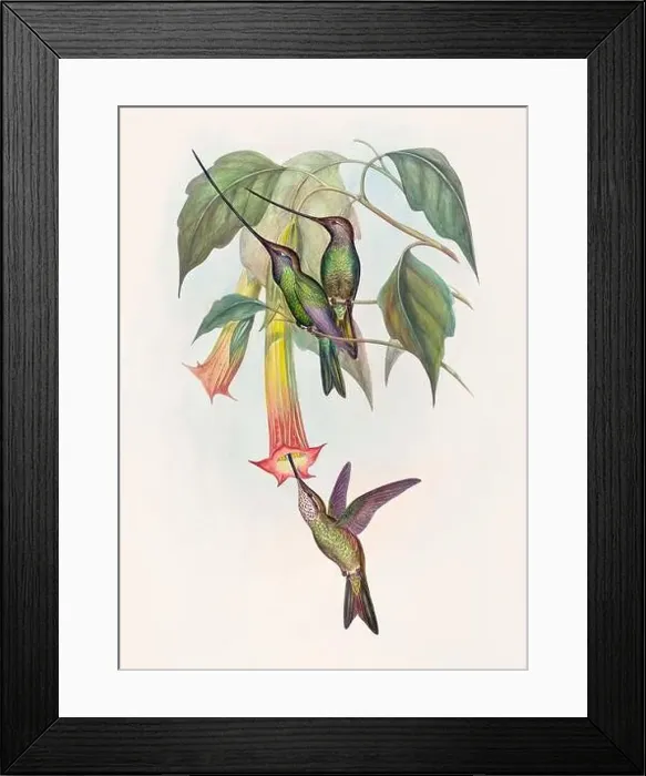 Framed Print : Antique Hummingbird illustration by John Gould – circa 1861 - (Docimastes Ensiferus) Framed Print : Antique Hummingbird illustration by John Gould – circa 1861 - (Docimastes Ensiferus)