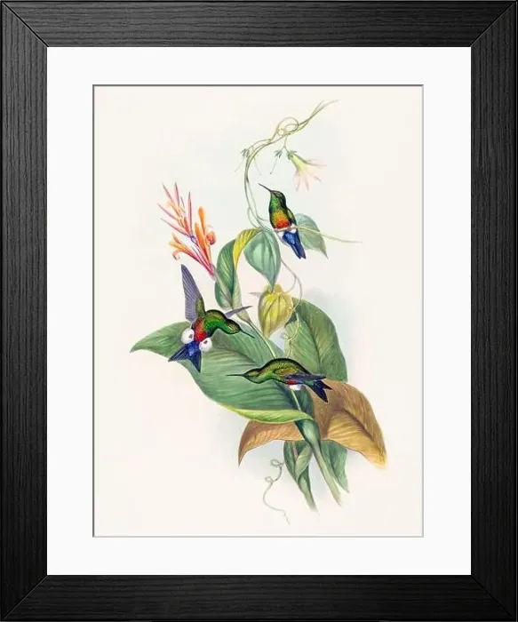 Framed Print : Antique Hummingbird illustration by John Gould – circa 1861 - (Eriocenmis Cupreiventis)