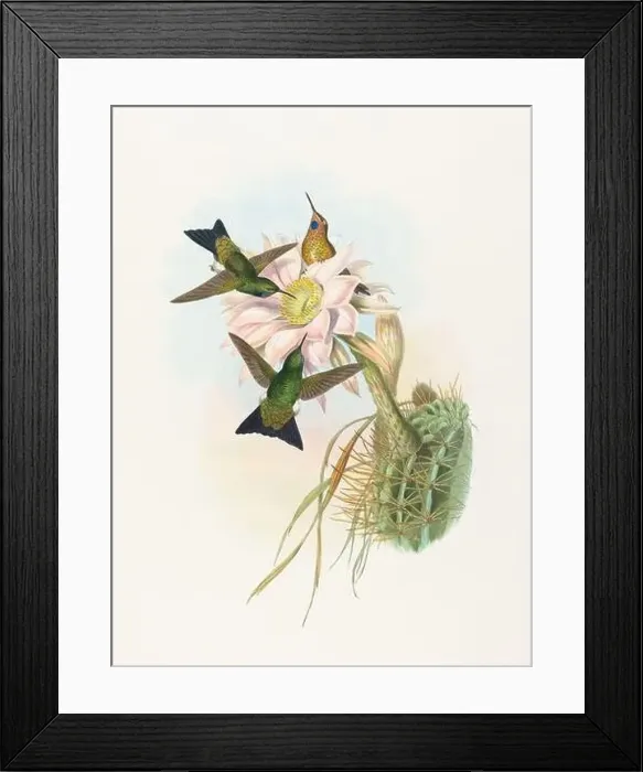 Framed Print : Antique Hummingbird illustration by John Gould – circa 1861 - (Eriocnemis-Vestitus)