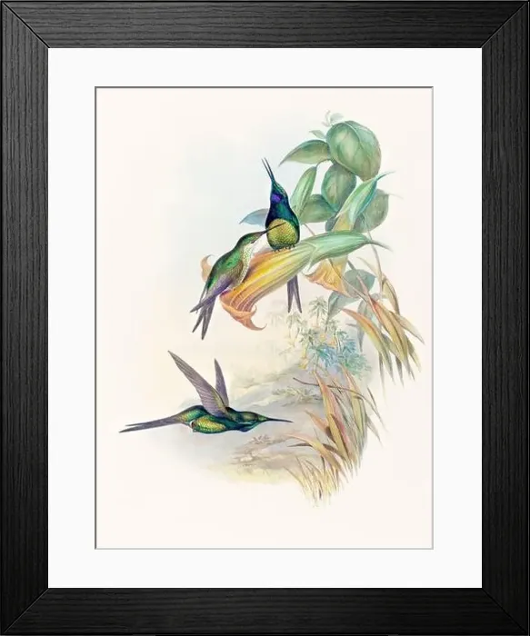 Framed Print : Antique Hummingbird illustration by John Gould – circa 1861 - (Eugenia Imperatrix)