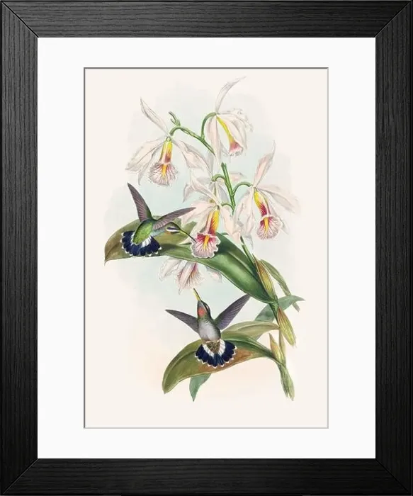 Framed Print : Antique Hummingbird illustration by John Gould – circa 1861 - (Glausis Fraseri) Framed Print : Antique Hummingbird illustration by John Gould – circa 1861 - (Glausis Fraseri)