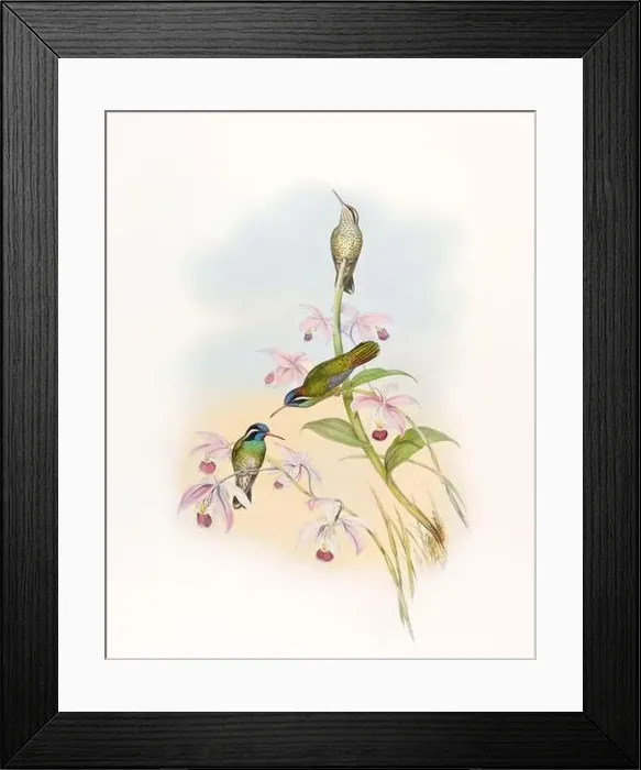 Framed Print : Antique Hummingbird illustration by John Gould – circa 1861 - (Helyopaedica Melanotis)