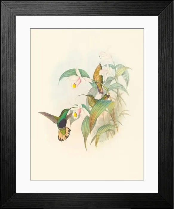 Framed Print : Antique Hummingbird illustration by John Gould – circa 1861 - (Lafresnaya-Flavicaudata) Framed Print : Antique Hummingbird illustration by John Gould – circa 1861 - (Lafresnaya-Flavicaudata)