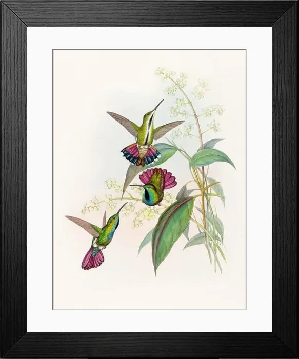 Framed Print : Antique Hummingbird illustration by John Gould – circa 1861 - (Lampornis Prevosti)