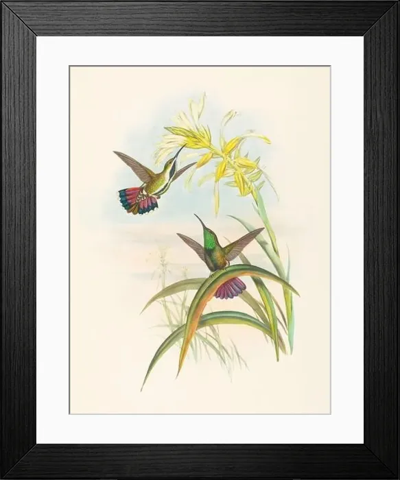 Framed Print : Antique Hummingbird illustration by John Gould – circa 1861 - (Lampornis-Veraguensis) Framed Print : Antique Hummingbird illustration by John Gould – circa 1861 - (Lampornis-Veraguensis)