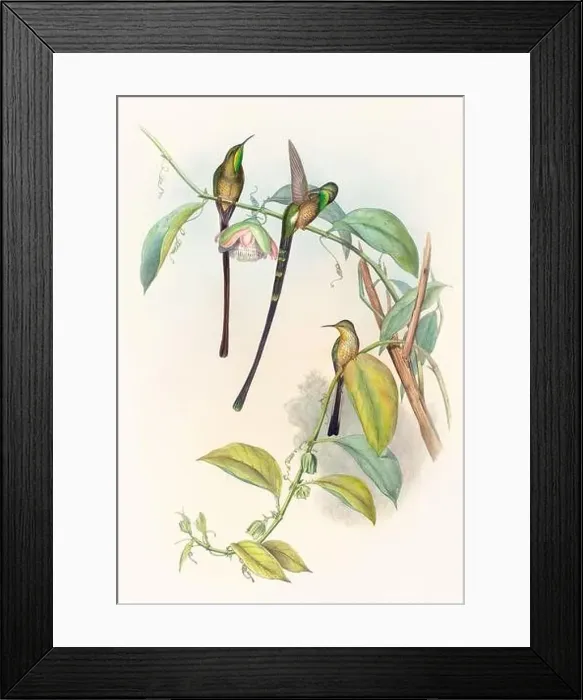 Framed Print : Antique Hummingbird illustration by John Gould – circa 1861 - (Lesbia Amaryllis)